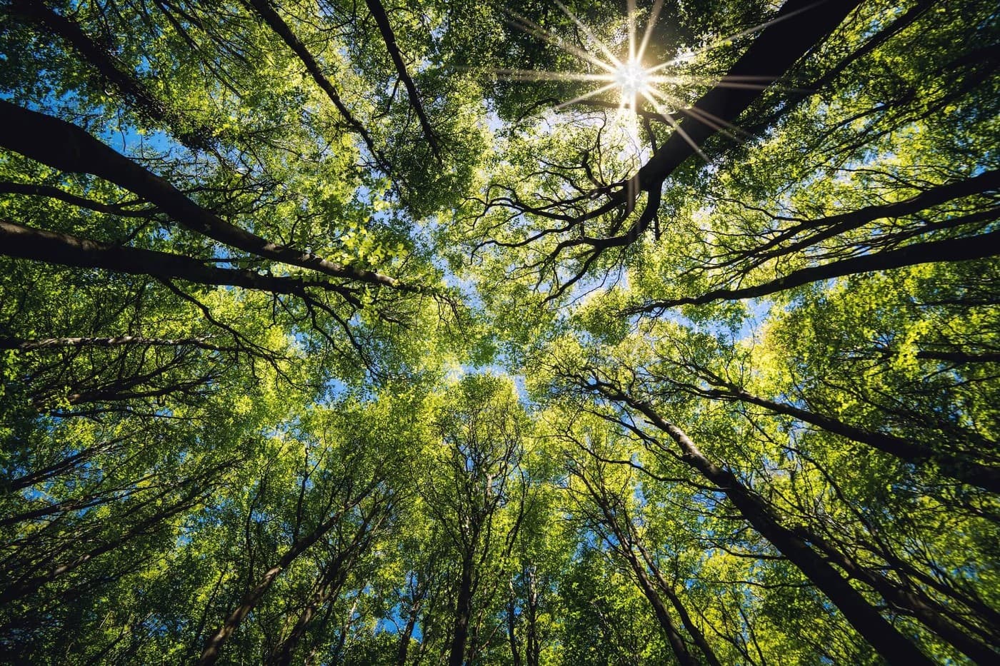 Growing back a forest: AirHelp's “Plant a Tree” program, supporting projects in Portugal and beyond